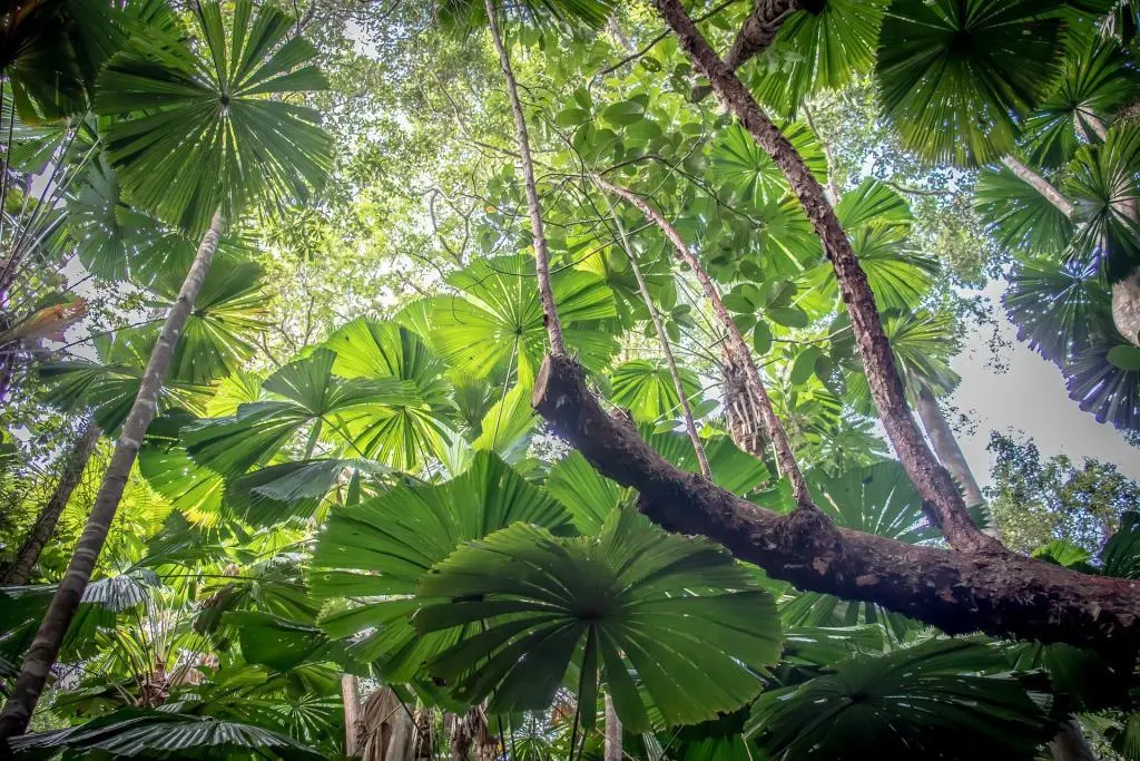 Things to do in the Daintree Rainforest