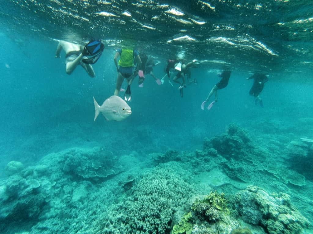 Snorkeling on the great barrier reef, Australia